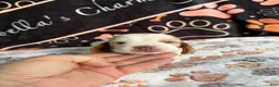 Basset Hound dogs for sale: Basset Hound 2 - Ad 3