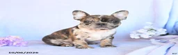 Frenchton dogs for sale: Ruby - Ad 4