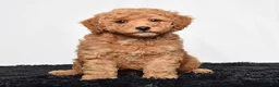 Mini Goldendoodle dogs for sale: River - Ad 6