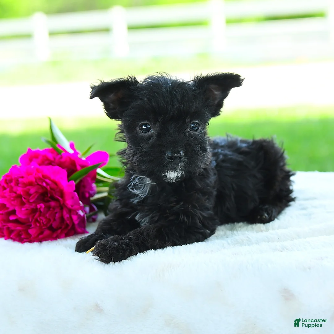Yorkiepoo dogs for sale: Raine - Ad 2