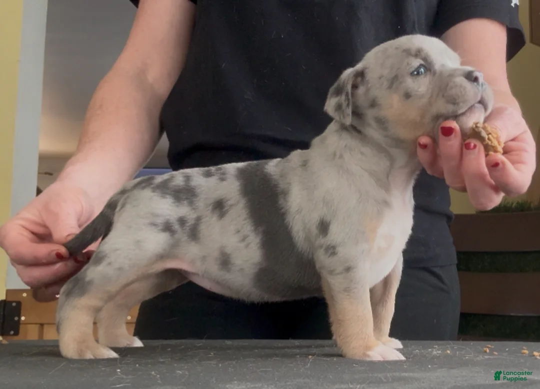American Bully dogs for sale: Blue Tri Merle Female  - Ad 2