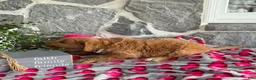 Goldendoodle dogs for sale: Nellie - Ad 5