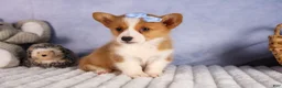 Welsh Corgi Pembroke dogs for sale: Barry🐾 - Ad 11