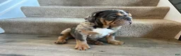 English Bulldog dogs for sale: Mable - Ad 5