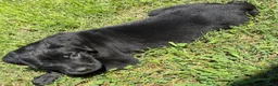 Cane Corso dogs for sale: Cain AKC red collar - Ad 9