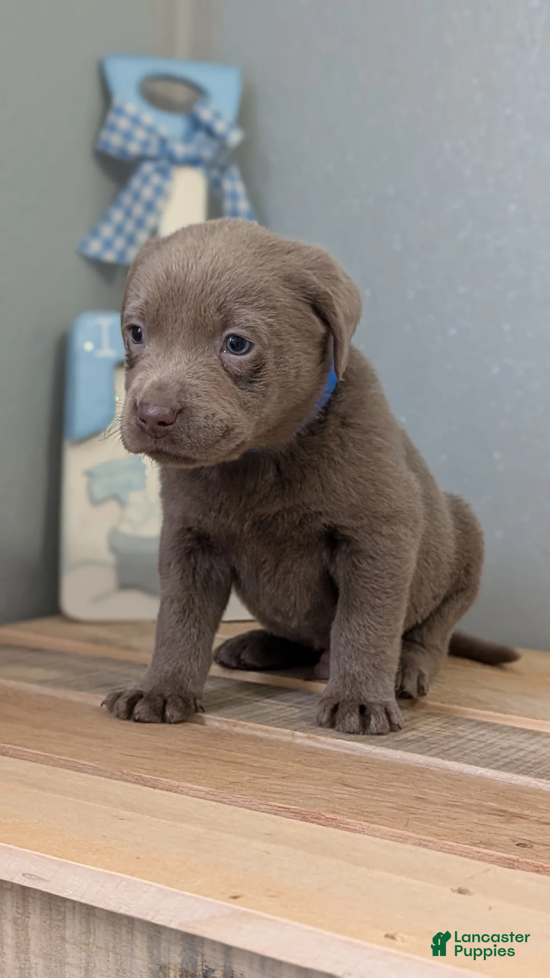 Labrador Retriever dogs for sale: Brady - Ad 6