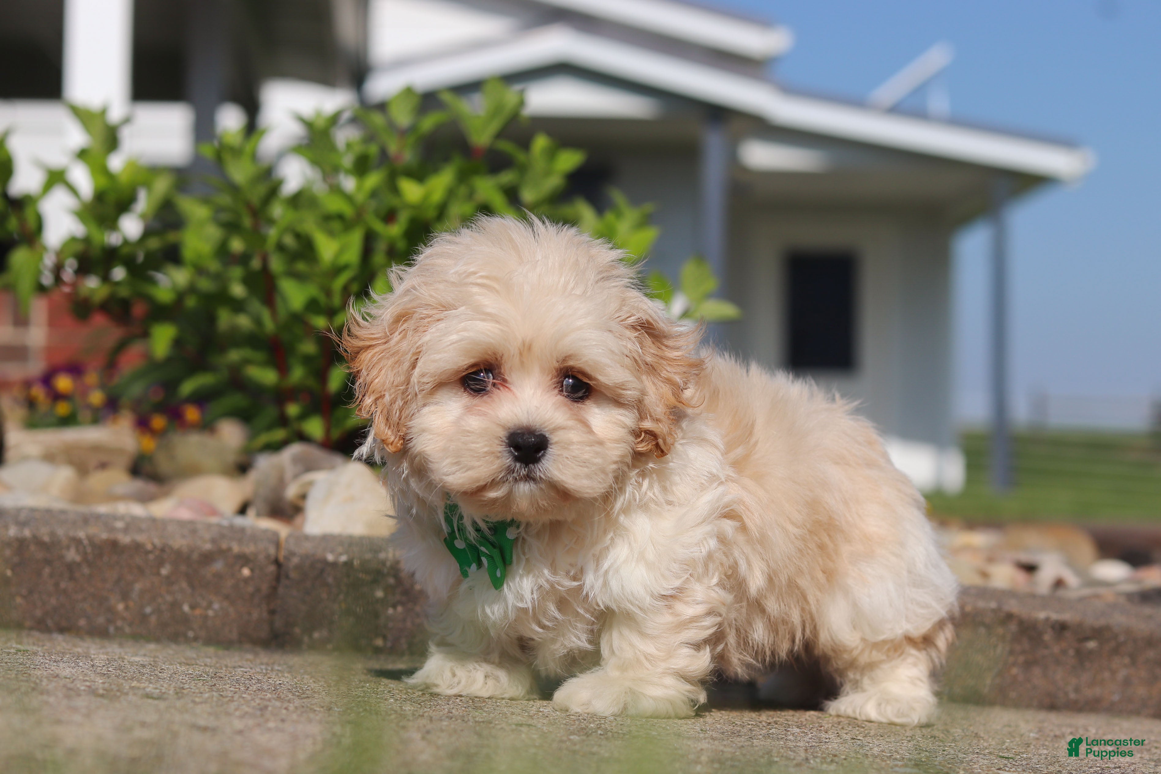 Shihpoo dogs Trandon - Ad 2