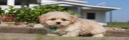 Shihpoo dogs for sale: Trandon - Ad 2