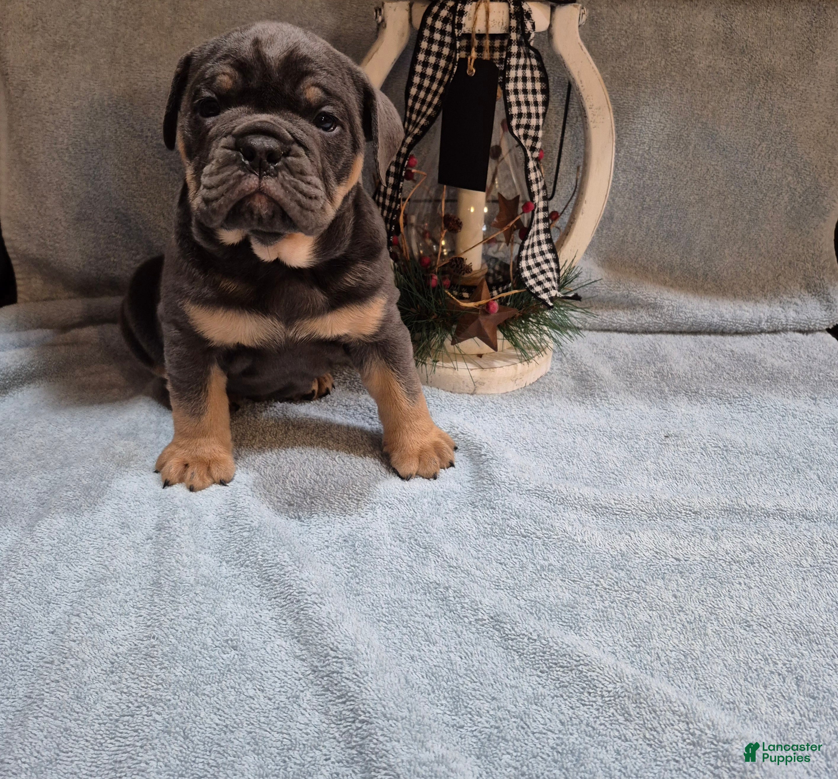 Olde English Bulldogge dogs Olde English Bulldogge Bentley - Ad 16