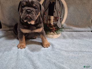 Olde English Bulldogge dogs Olde English Bulldogge Bentley - Ad 20