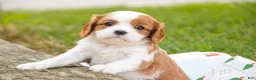 Cavalier King Charles Spaniel dogs for sale: Evie - Ad 2
