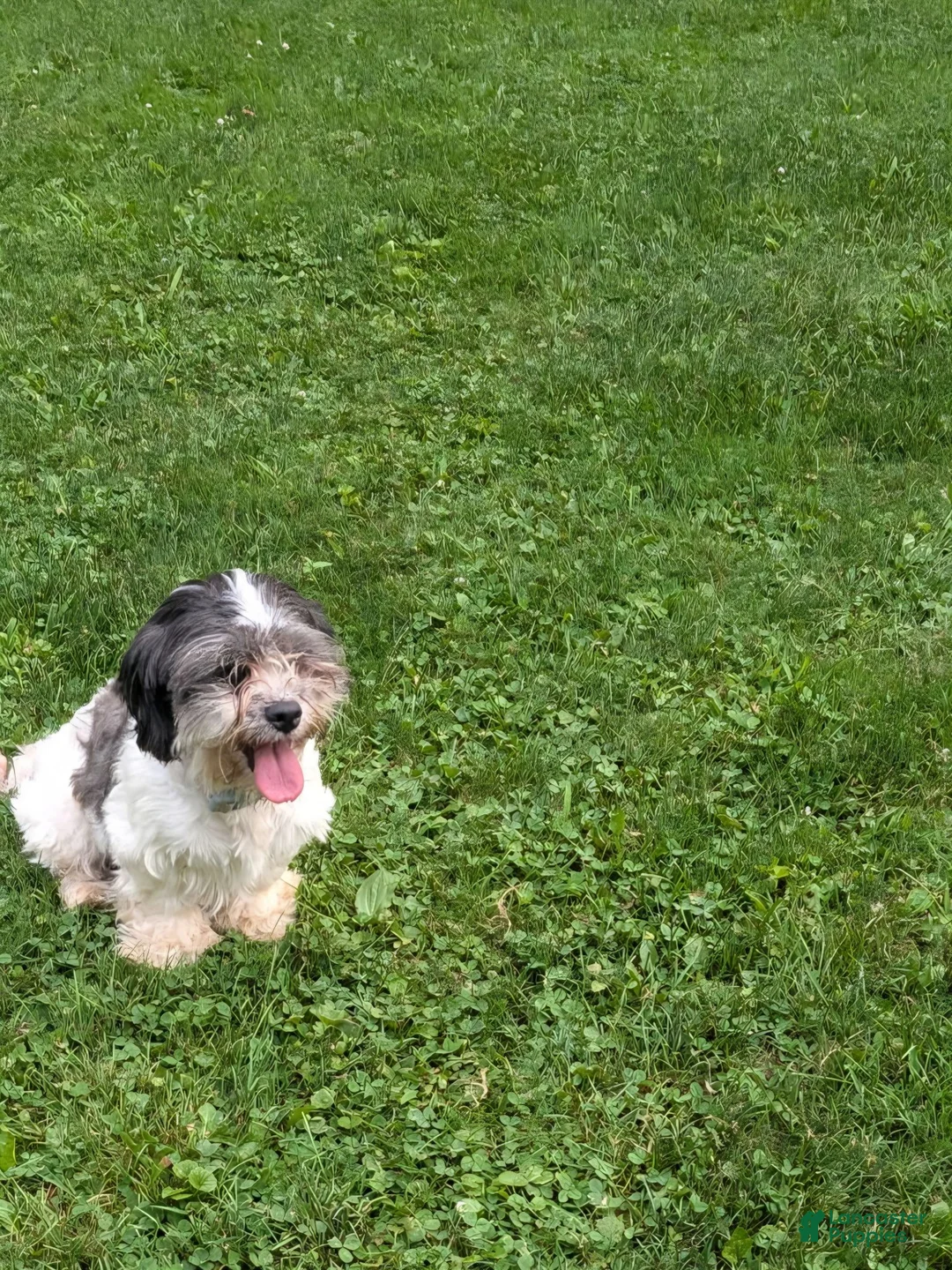 Mixed Breed dogs for sale:  Jen  - Ad 4