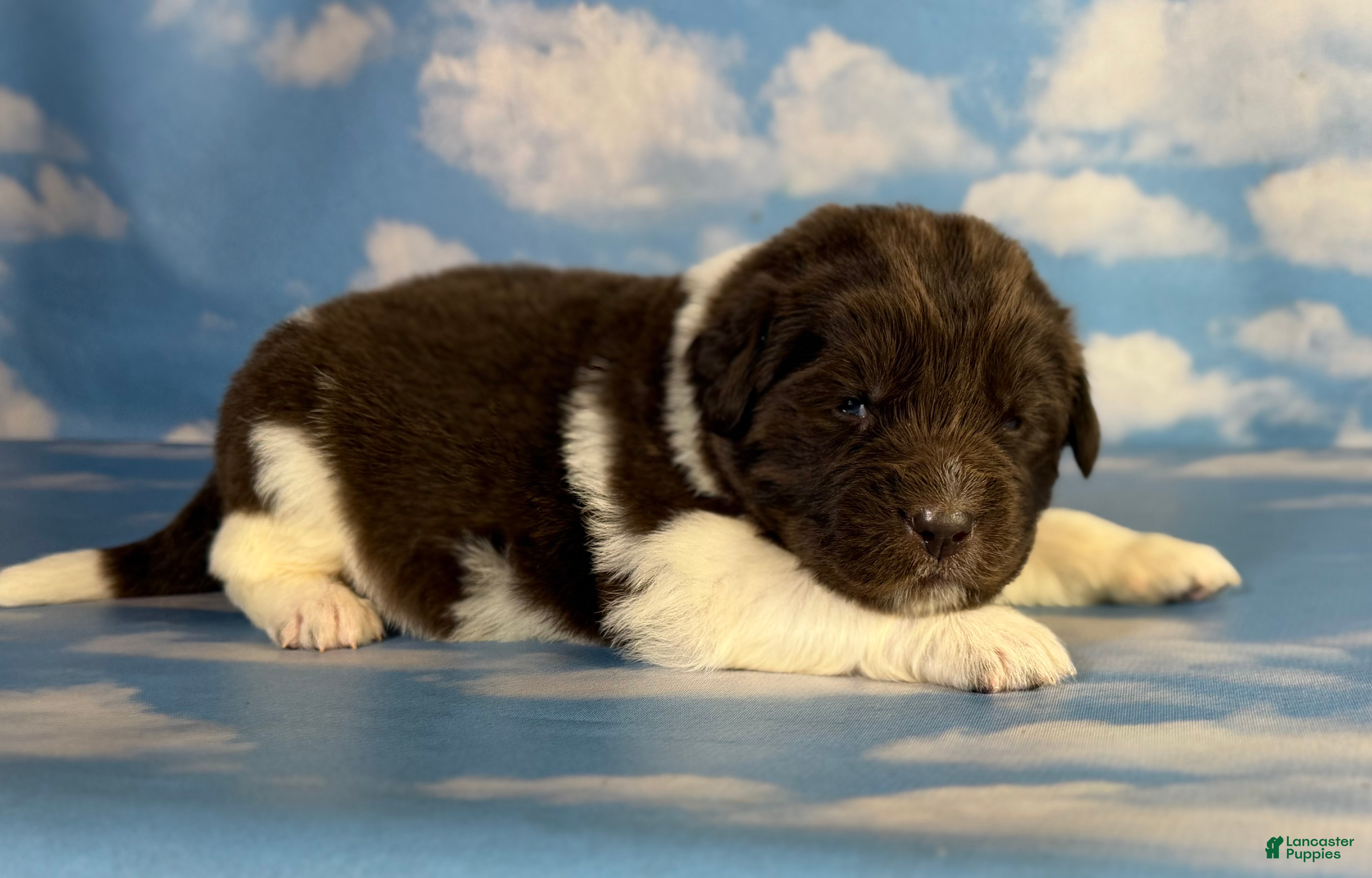 Newfoundland dogs S’mores DNA Clear OFA  - Ad 2