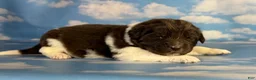 Newfoundland dogs for sale: S’mores DNA Clear OFA  - Ad 2