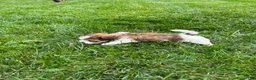 Havapoo dogs for sale: Racer - Ad 4