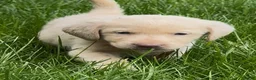 Labrador Retriever dogs for sale: Labrador Retriever Puppy 1 - Ad 16