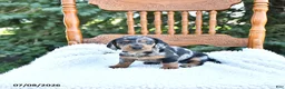 Miniature Dachshund dogs for sale: Chloe - Ad 2