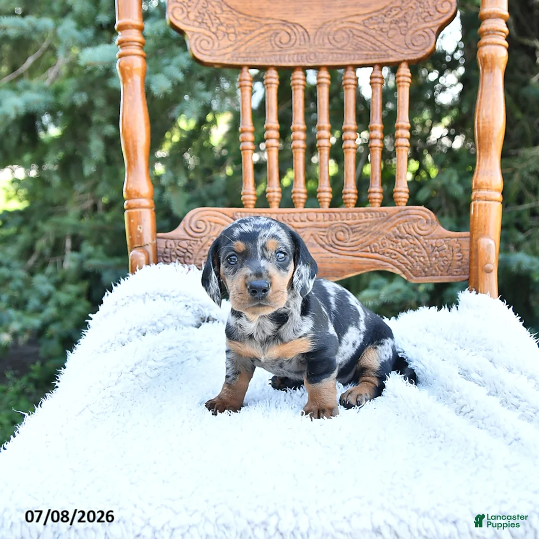 Miniature Dachshund dogs for sale: Chloe - Ad 2