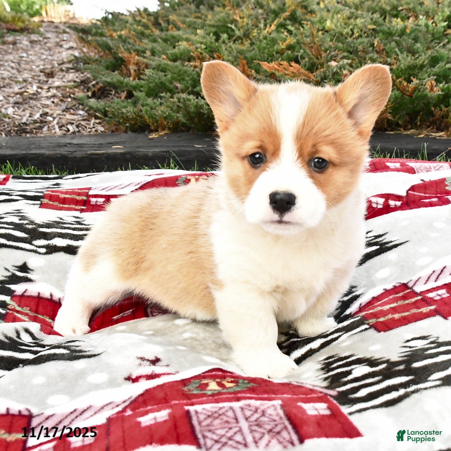 Welsh Corgi Pembroke dogs Able - Ad 5