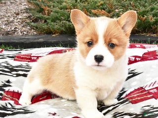 Welsh Corgi Pembroke dogs Able - Ad 29