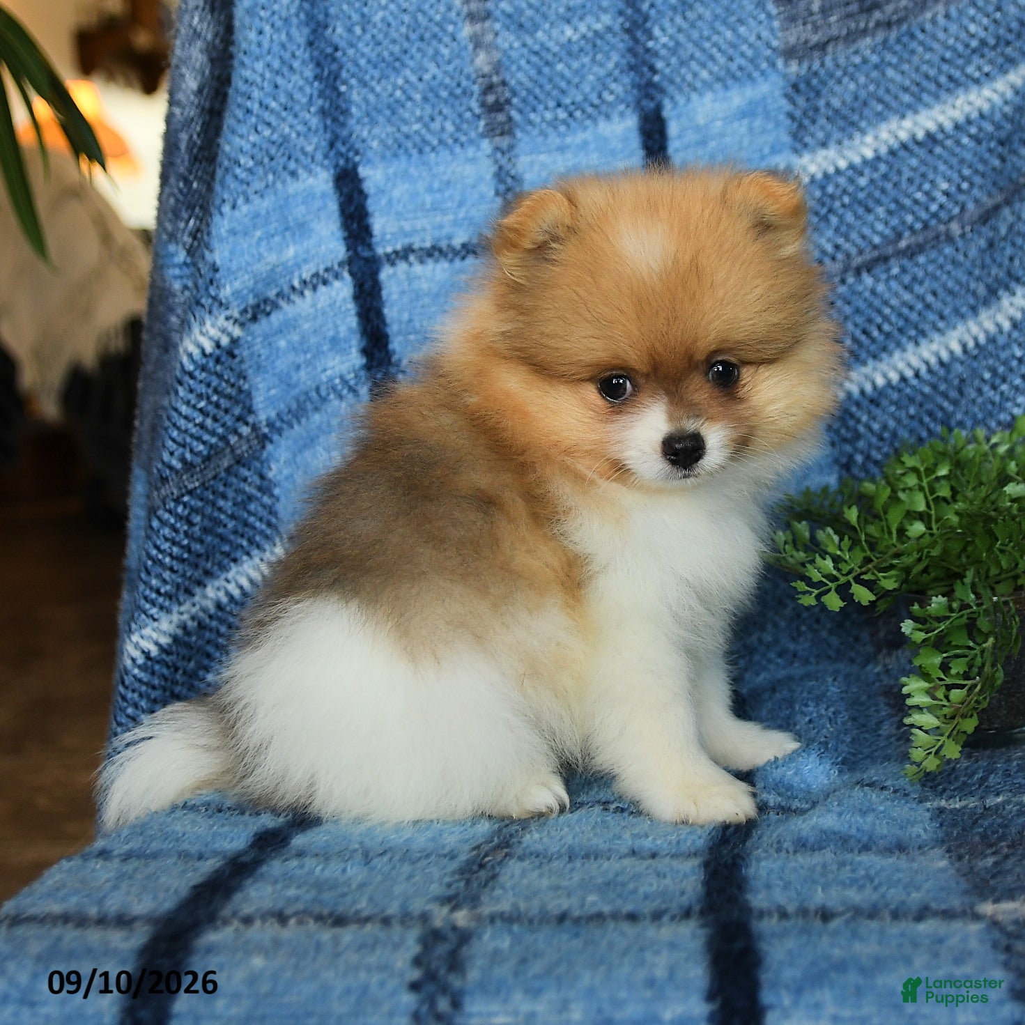Pomeranian dogs Hunter - Ad 2