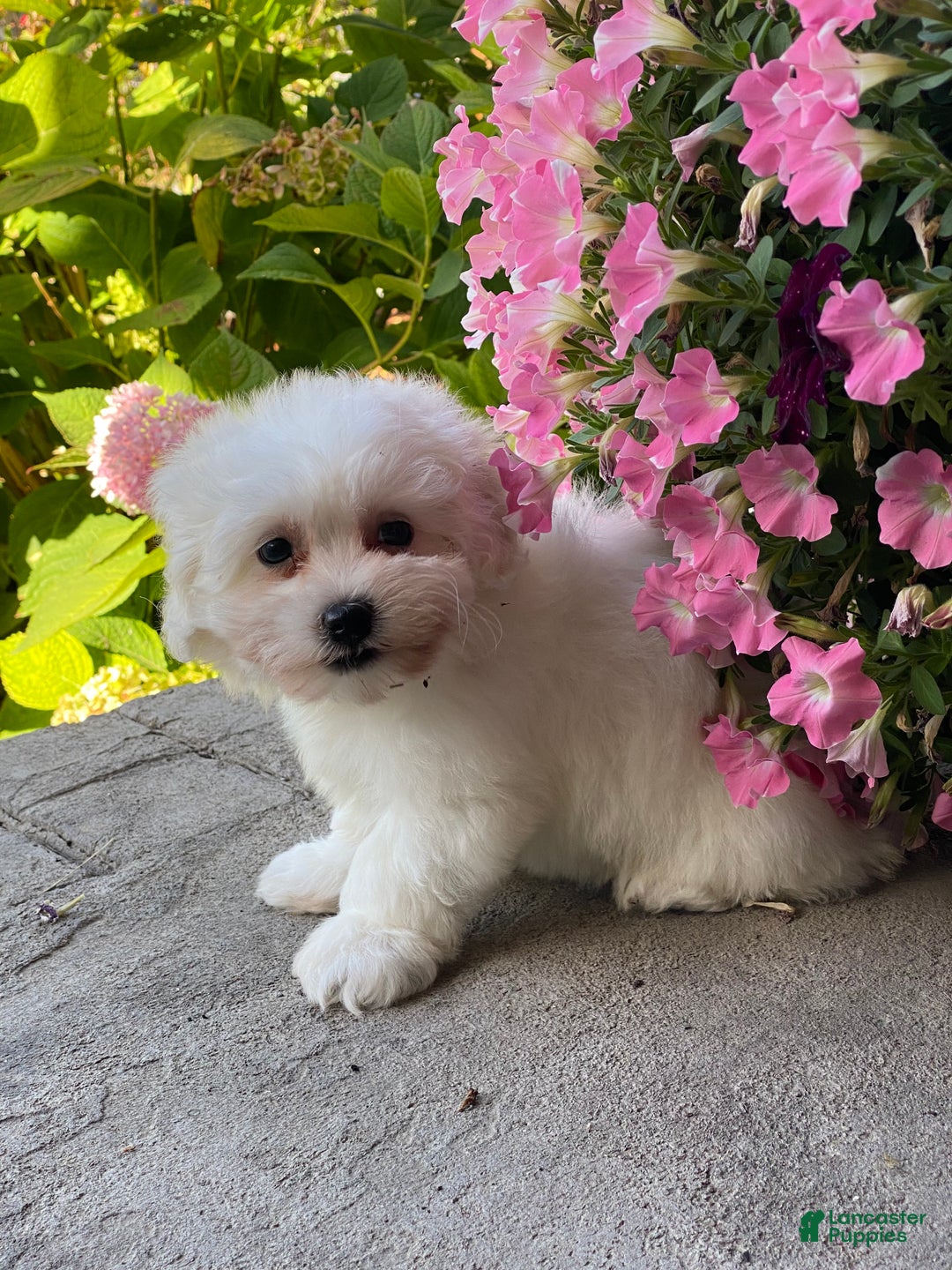 Coton De Tulear dogs for sale: Clara  - Ad 3