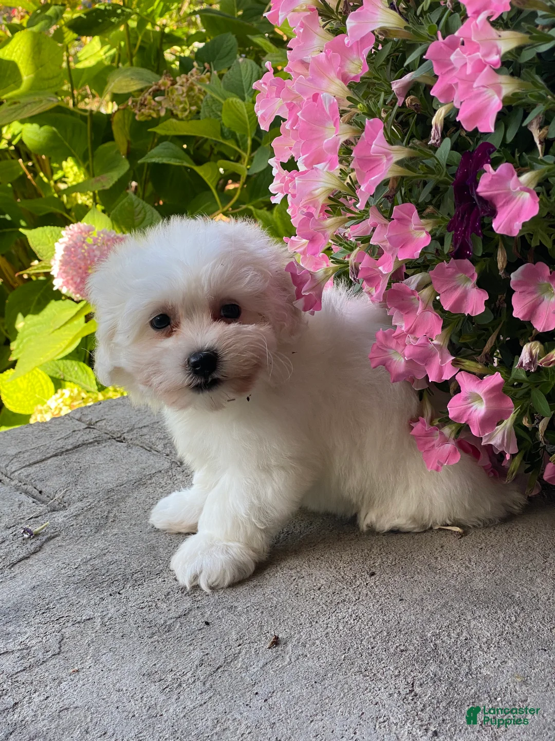 Coton De Tulear dogs for sale: Clara  - Ad 3