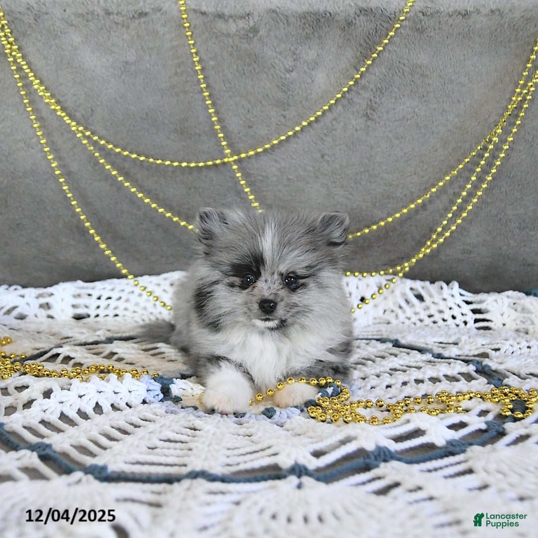 Pomeranian dogs for sale: Ryker GENETIC CLEARED - Ad 2