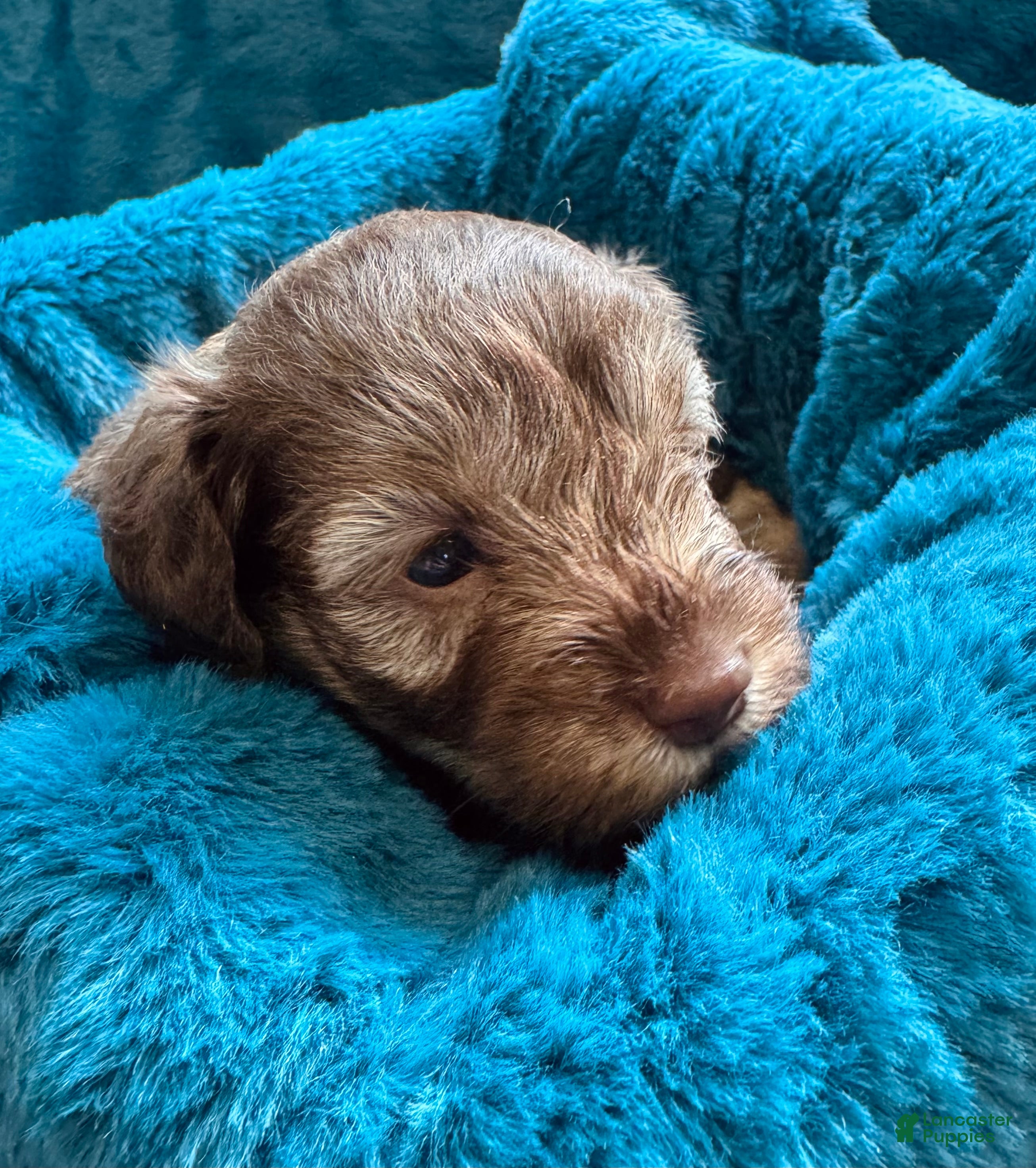 Miniature Schnauzer dogs Miniature Schnauzer Puppy 4 - Ad 28