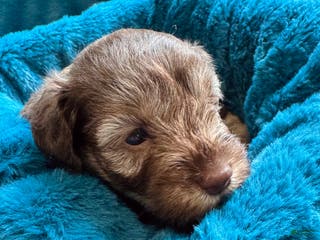 Miniature Schnauzer dogs Miniature Schnauzer Puppy 4 - Ad 28