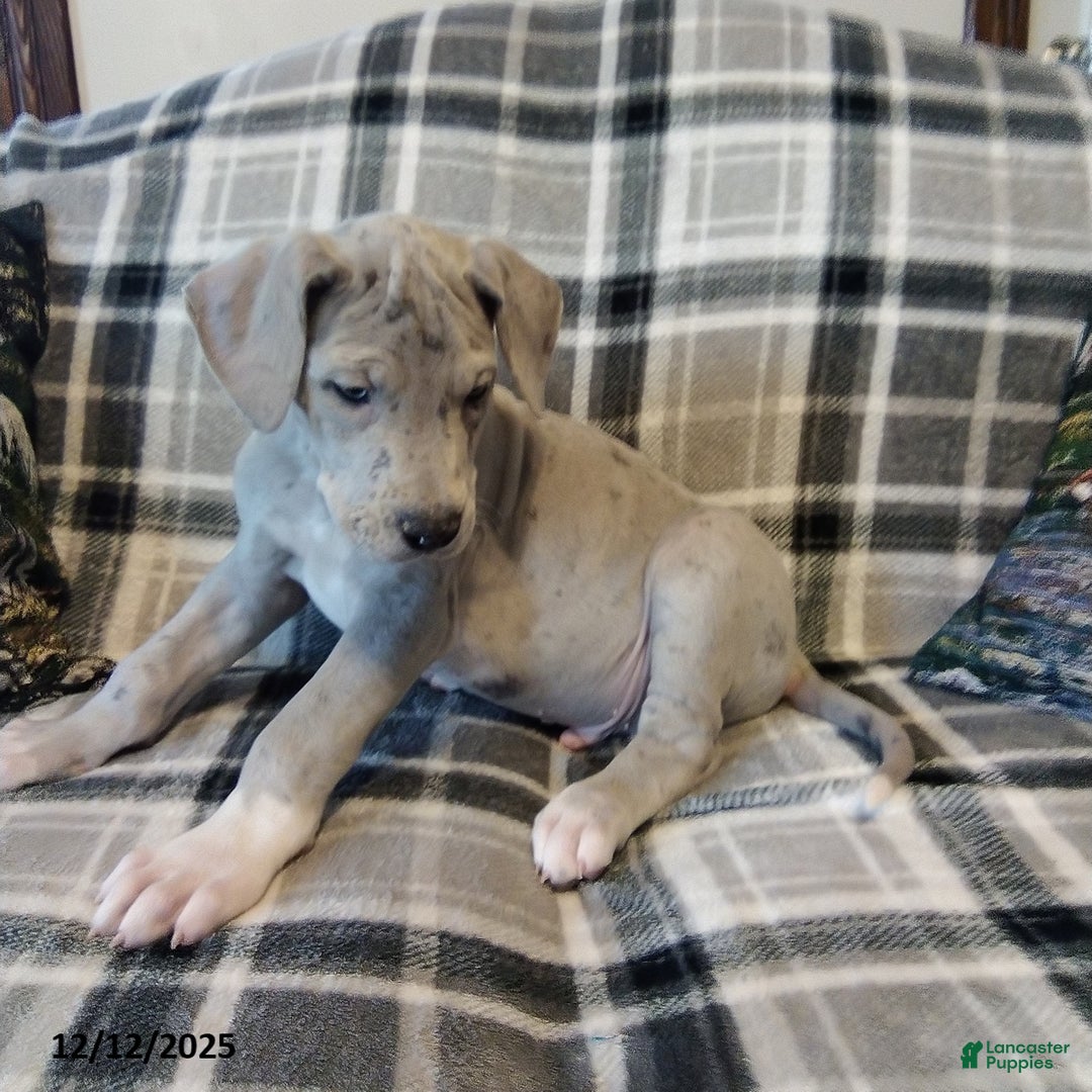 Great Dane dogs for sale: Chief - Ad 2