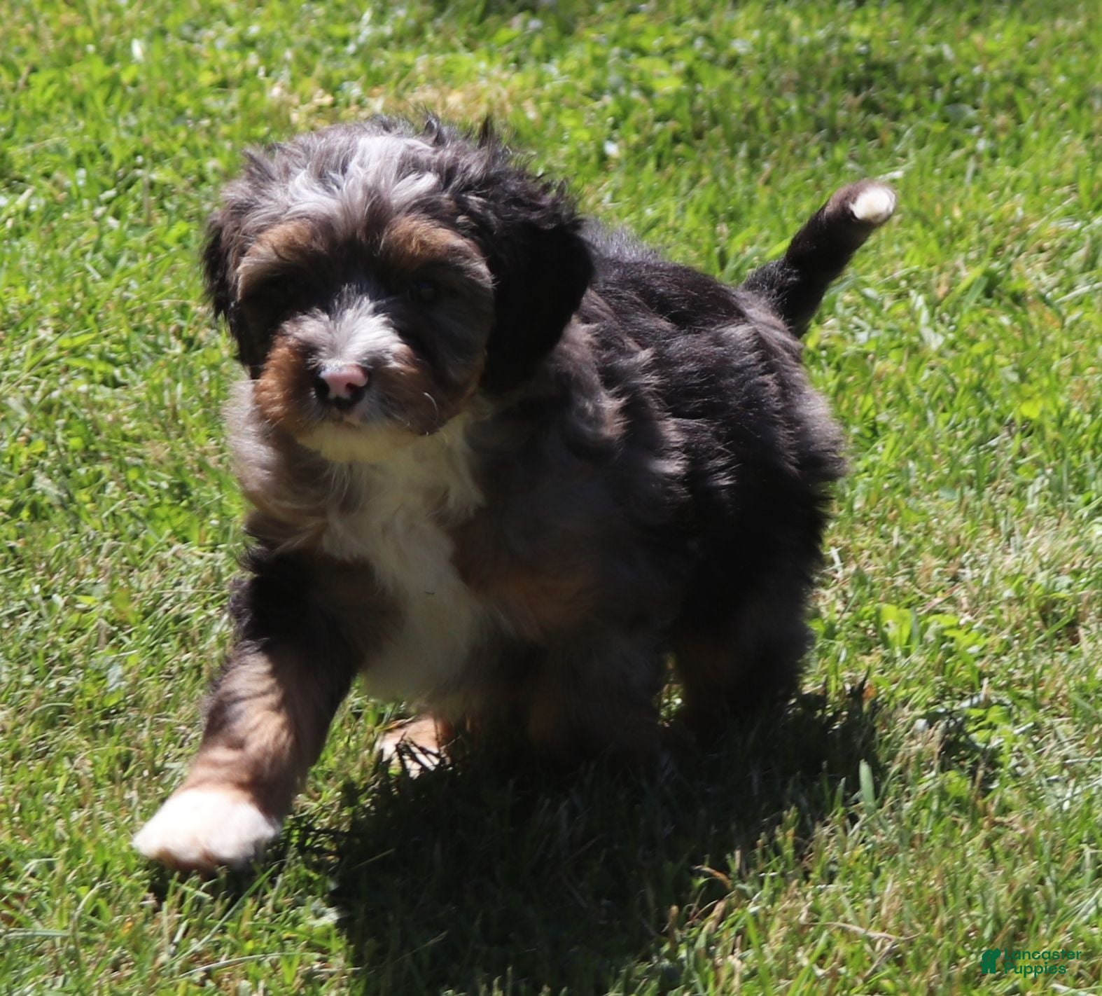 Mini Bernedoodle dogs Mini Bernedoodle 5 - Ad 38