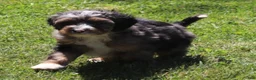 Mini Bernedoodle dogs for sale: Mini Bernedoodle 5 - Ad 1