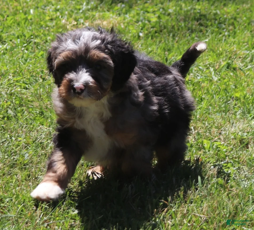 Mini Bernedoodle dogs for sale: Mini Bernedoodle 5 - Ad 1