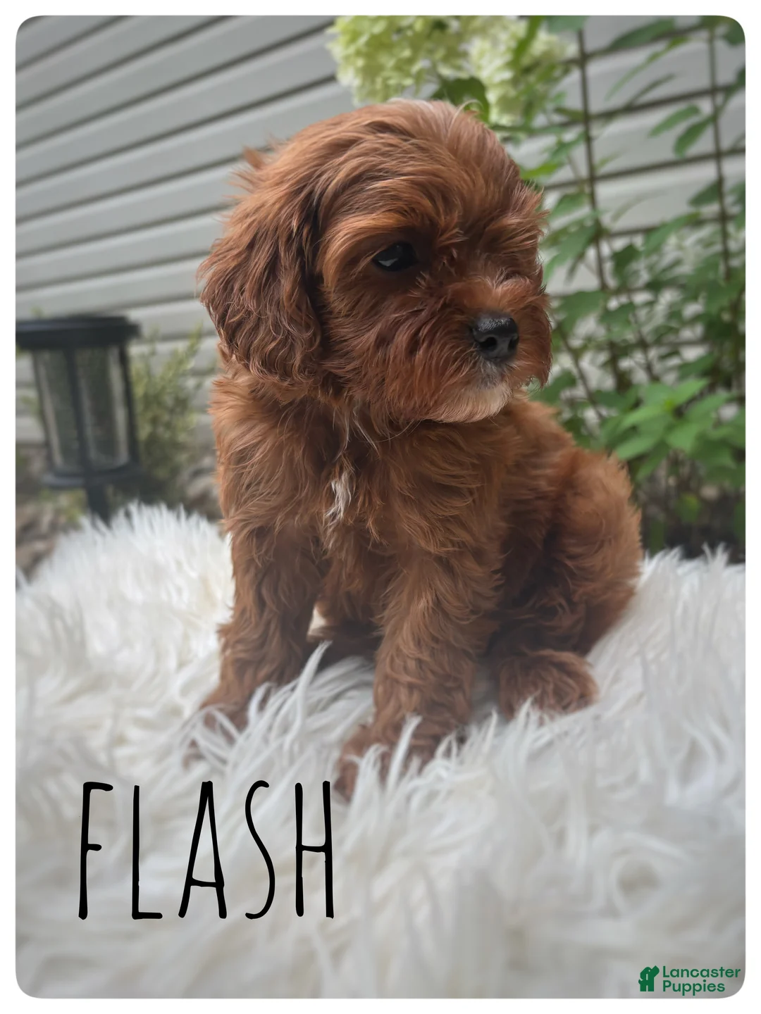 Cavapoo dogs for sale: Flash - Ad 2