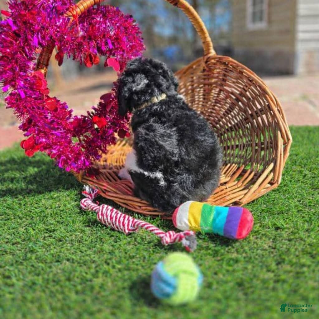 Goldendoodle dogs Ranger - Ad 31