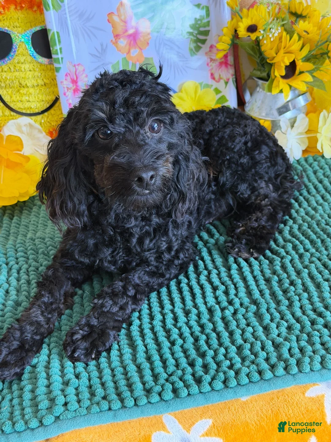 Cockapoo dogs for sale: Rocky - Ad 4