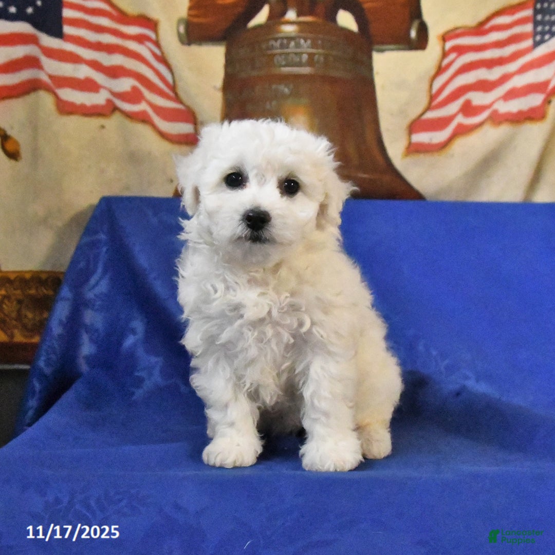 Bichon Frise dogs for sale: Belle - Ad 2