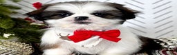 Shih Tzu dogs for sale: Cedar - Ad 7