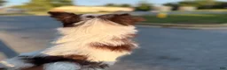 Yorkshire Terrier dogs for sale: Kora - Ad 3