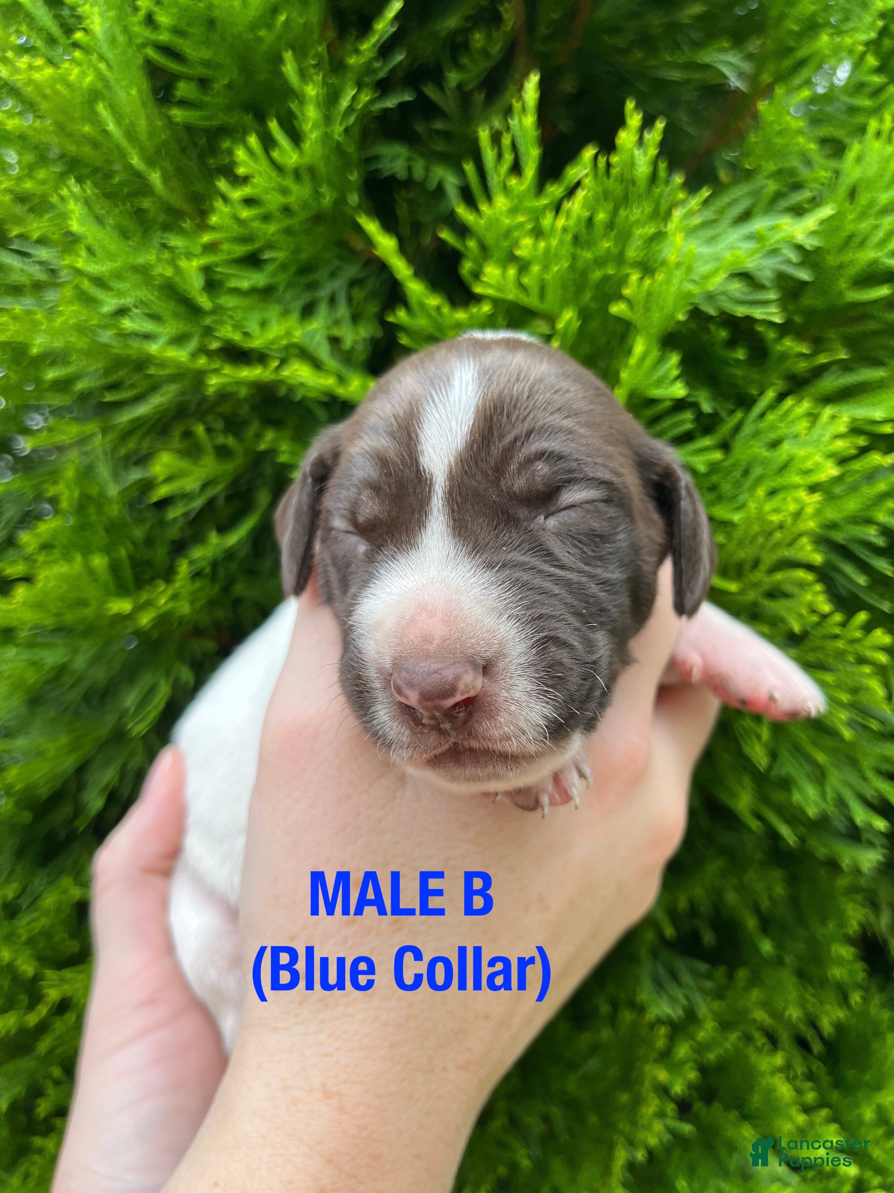 German Shorthaired Pointer dogs German Shorthaired Pointer (Male B) - Ad 2