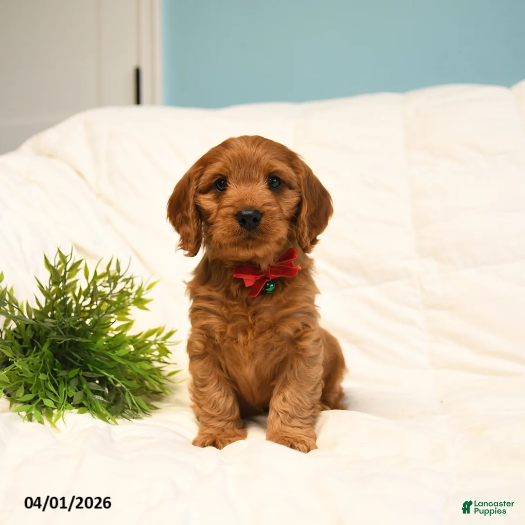 Cavapoo dogs for sale: Theo - Ad 3