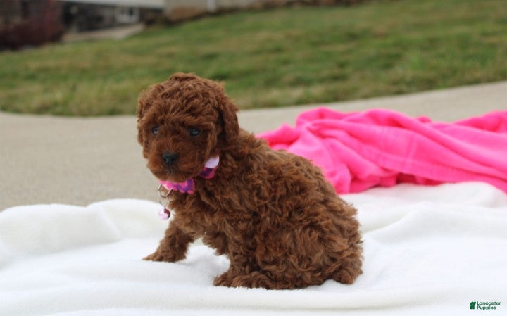 Toy Poodle dogs Maggie  - Ad 2