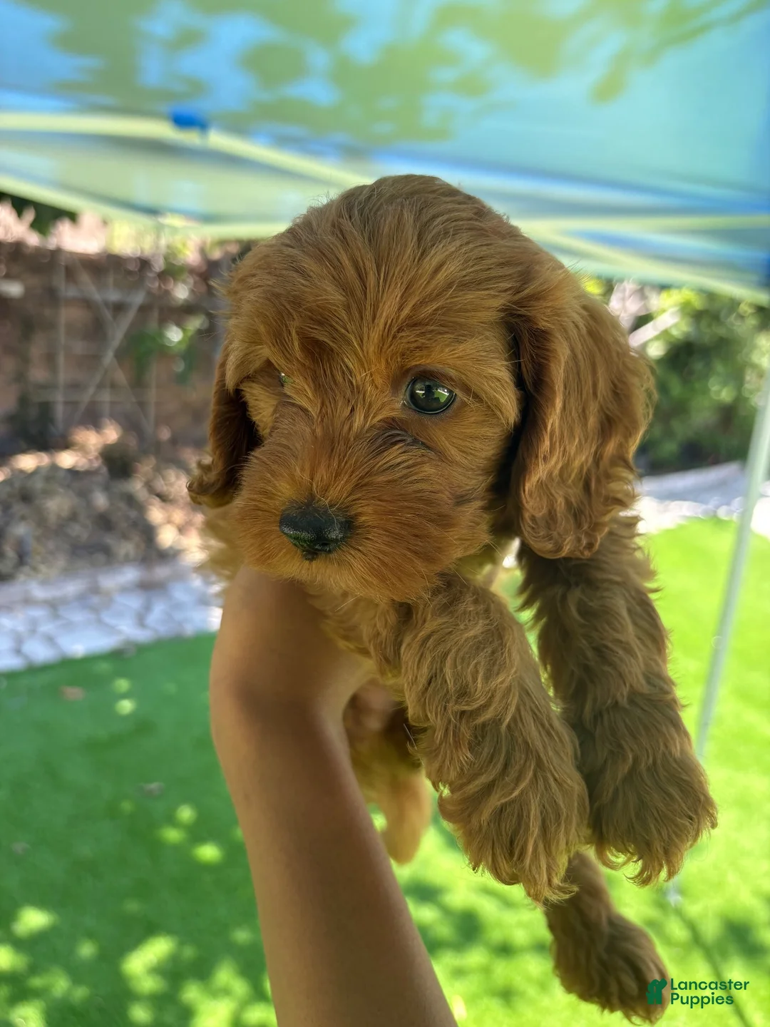 Maltipoo dogs for sale: Maltipoo 1 - Ad 2
