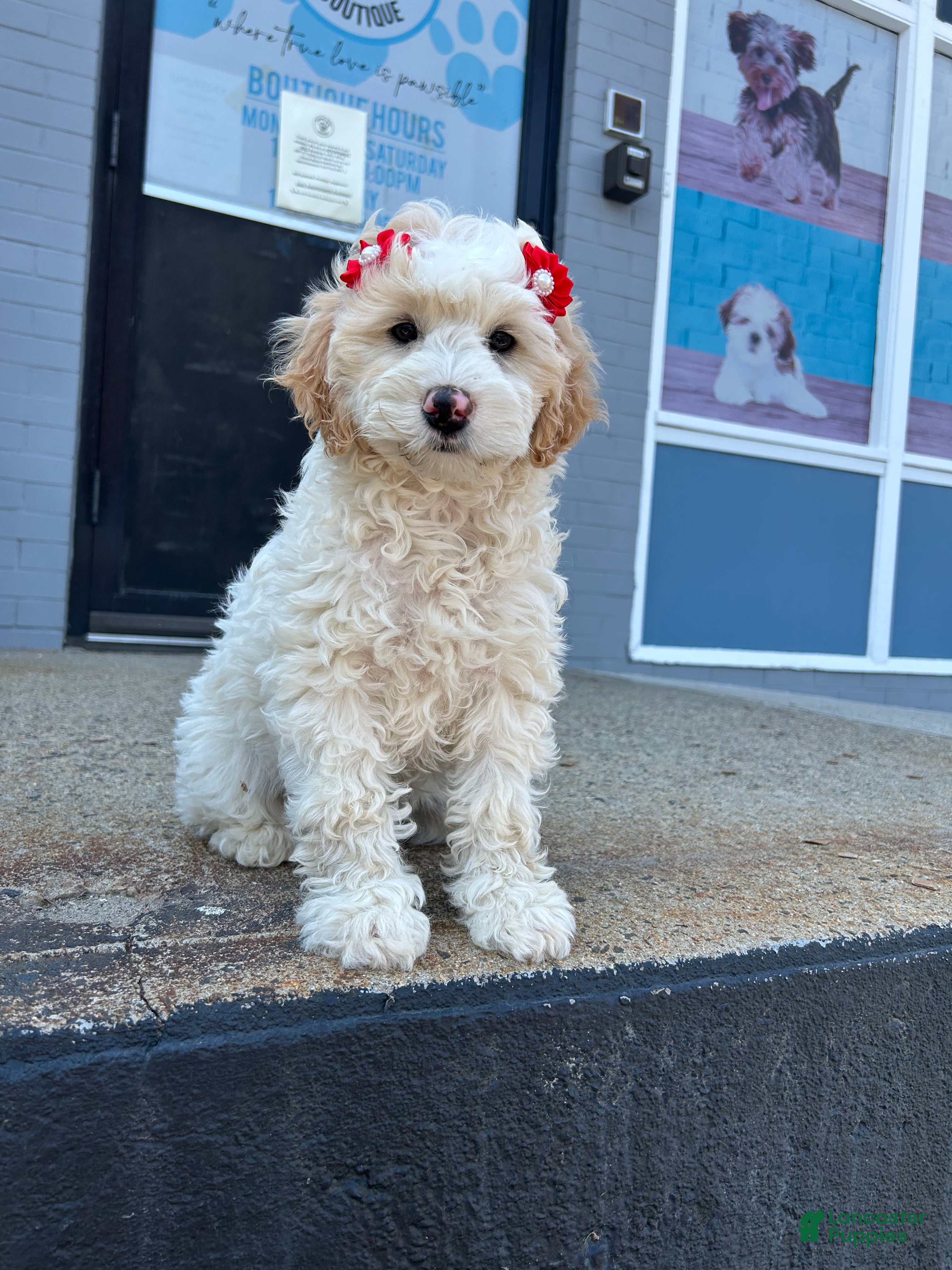 Mini Goldendoodle dogs Mini Goldendoodle 2 - Ad 5