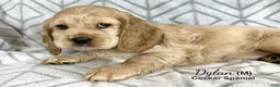 Cocker Spaniel dogs for sale: Dylan - Ad 3