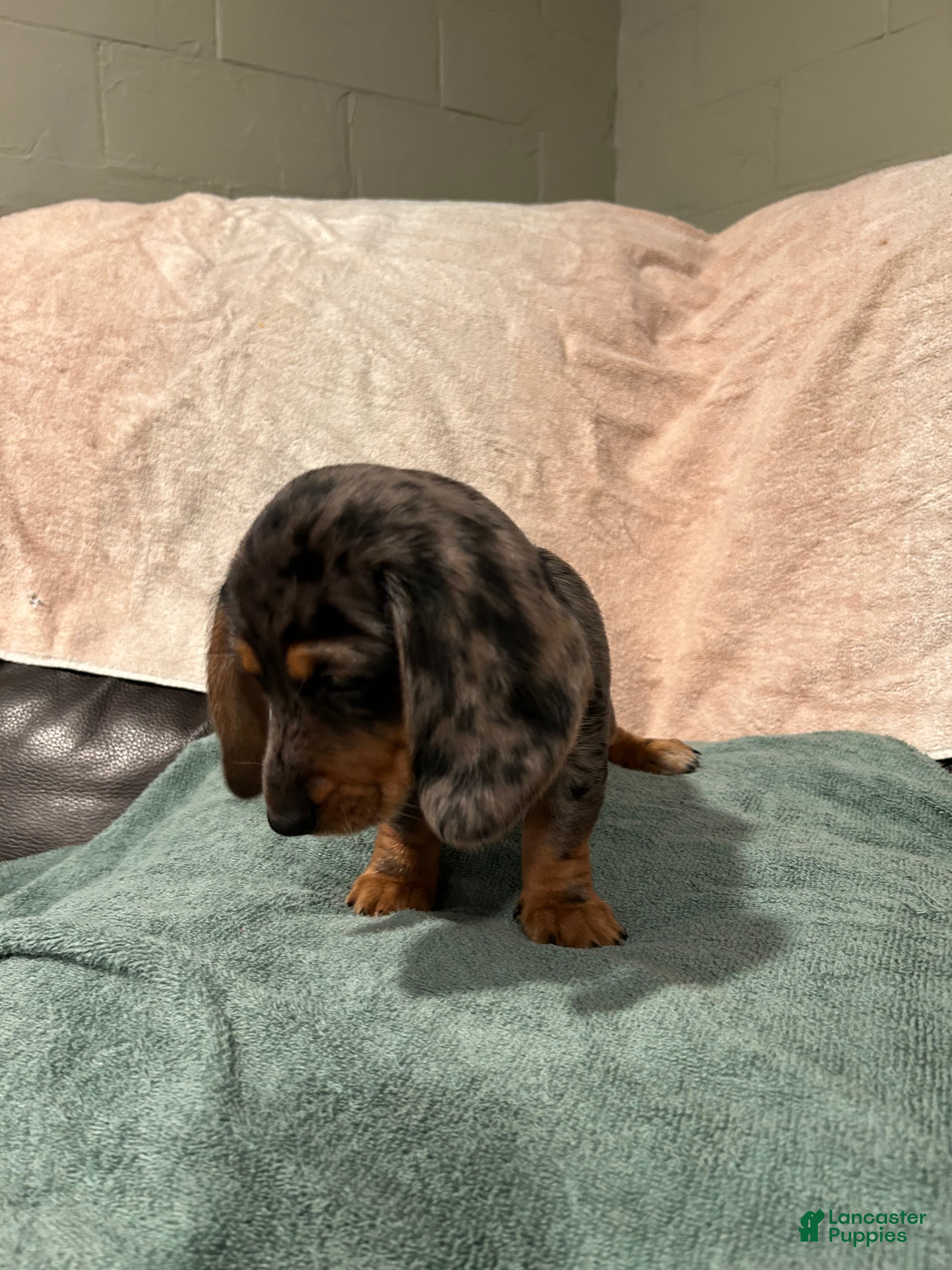 Mixed Breed dogs Mila  - Ad 36