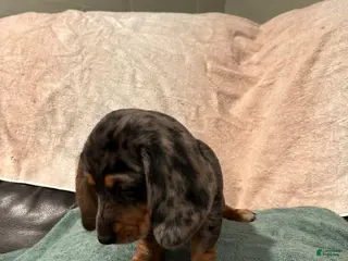 Mixed Breed dogs Mila - Ad 36