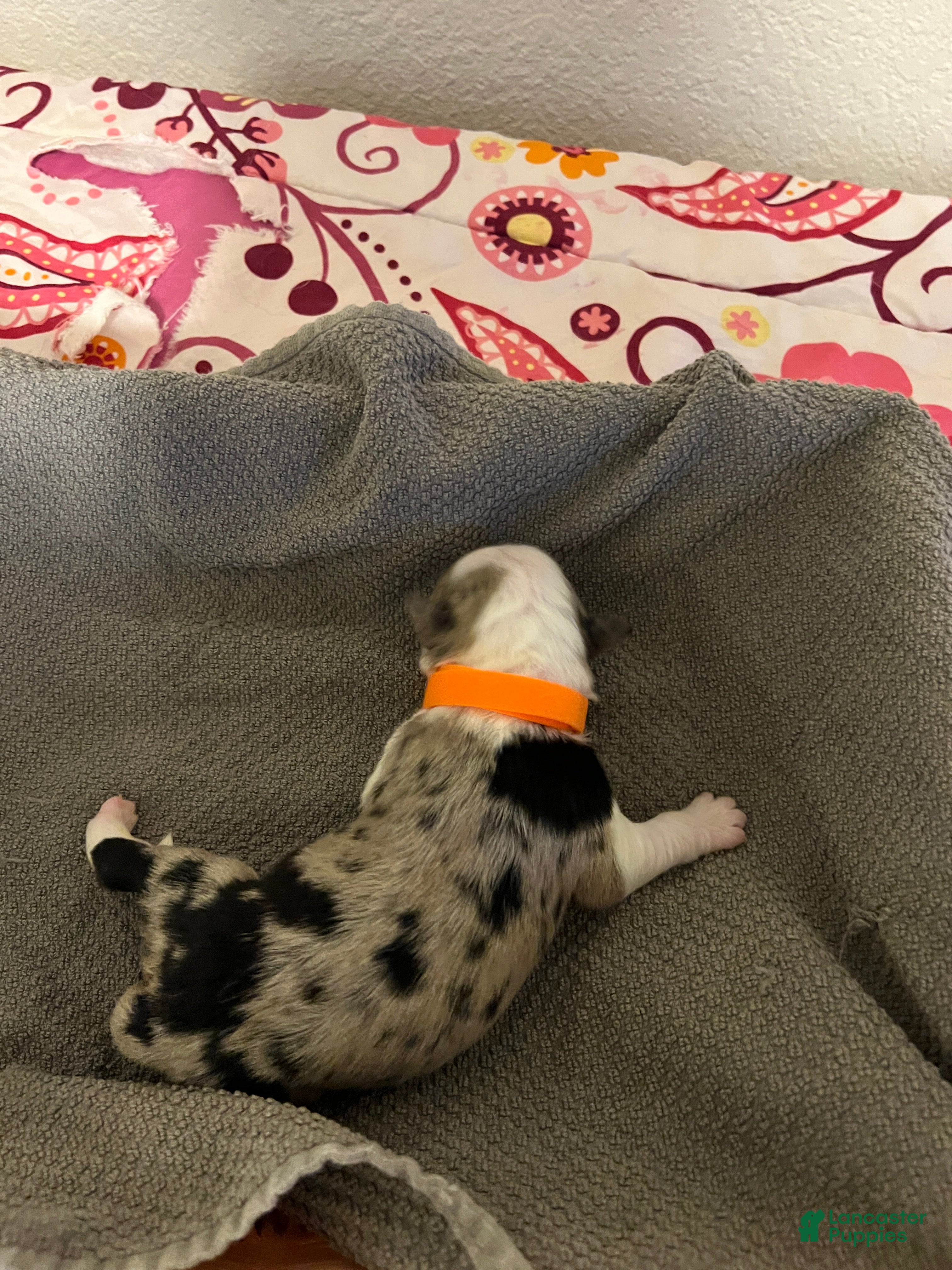 Mixed Breed dogs Orange - Ad 20