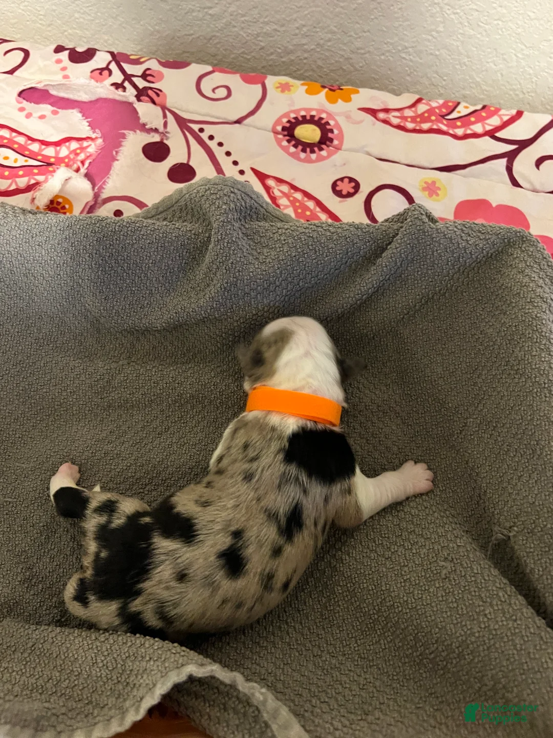 Mixed Breed dogs for sale: Orange - Ad 1